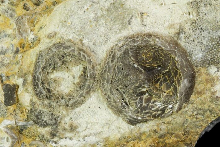 Two Edrioasteroid (Isorophusella) Fossils - Ontario #110554